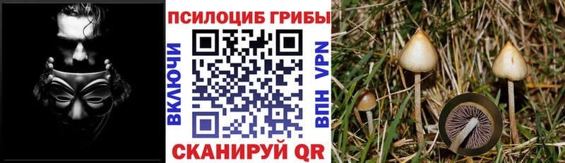 Купить закладки  Назрань  Псилоцибиновые грибы Cubensis 